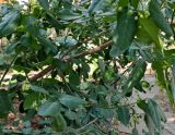 род Euonymus