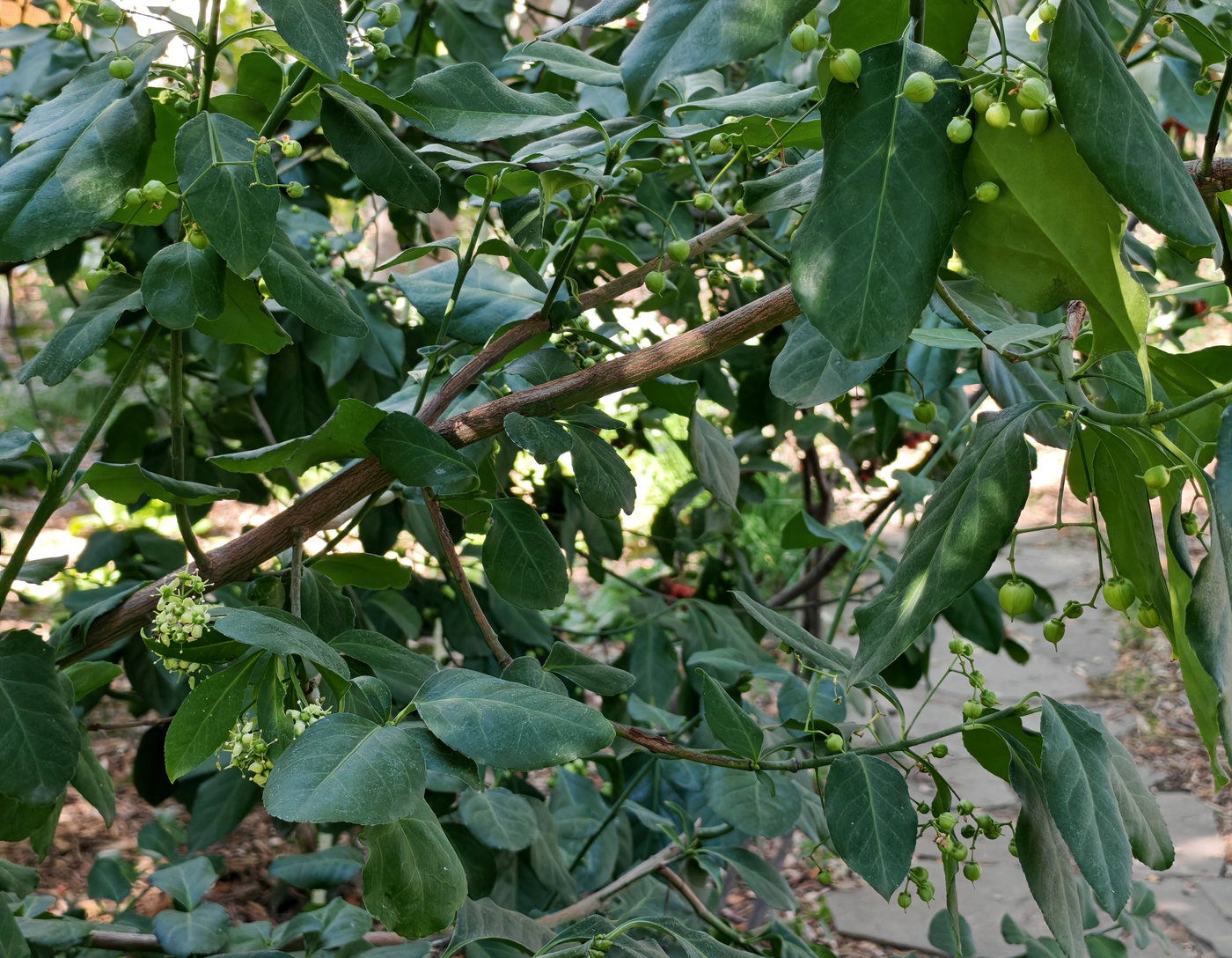 Image of genus Euonymus specimen.