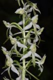 Platanthera metabifolia