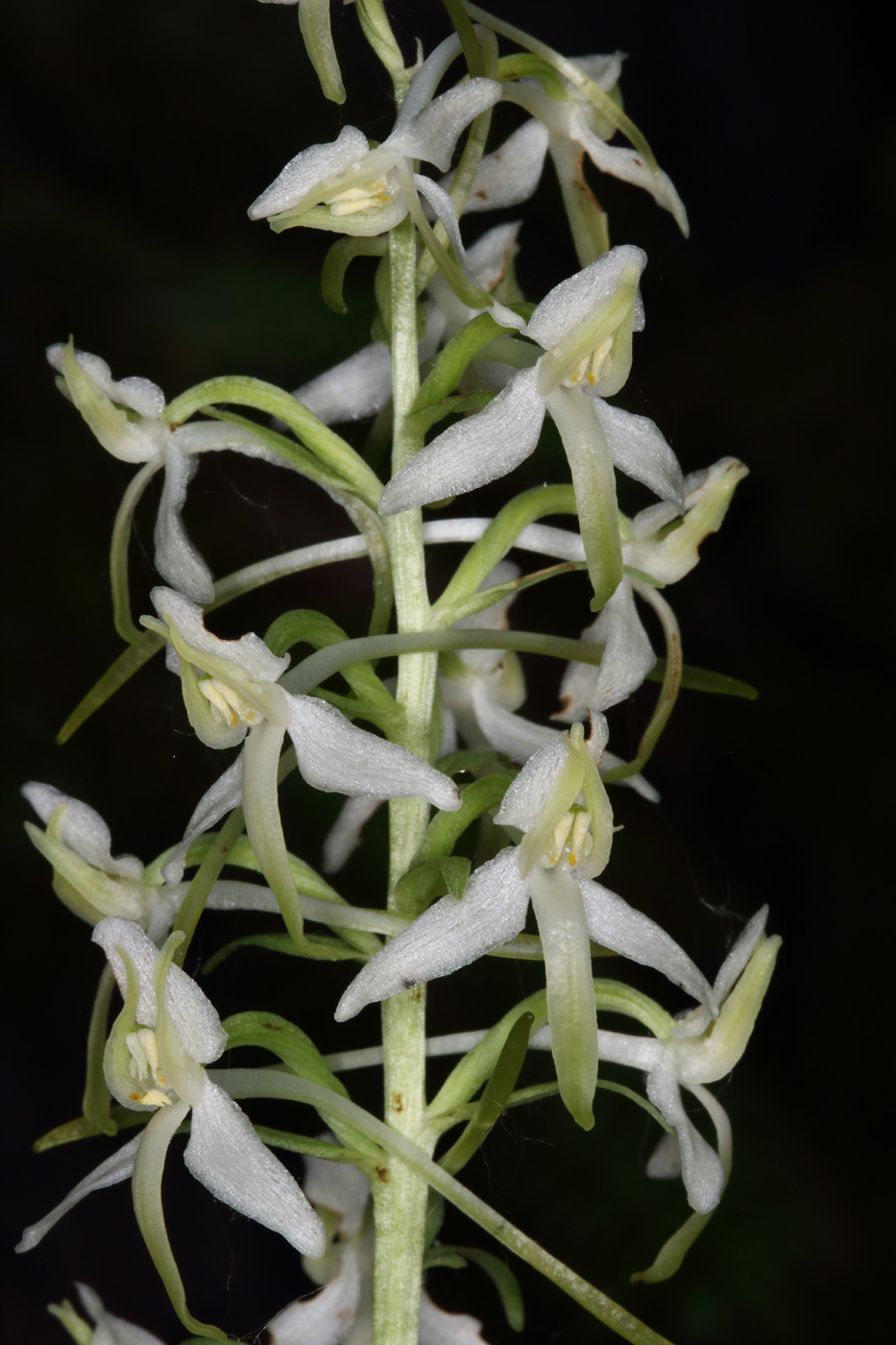 Image of Platanthera metabifolia specimen.