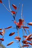 Amelanchier canadensis. Части уходящих в покой ветвей с листвой в осенней окраске. Санкт-Петербург, Кировский р-н, озеленение бульвара. 14.10.2026.