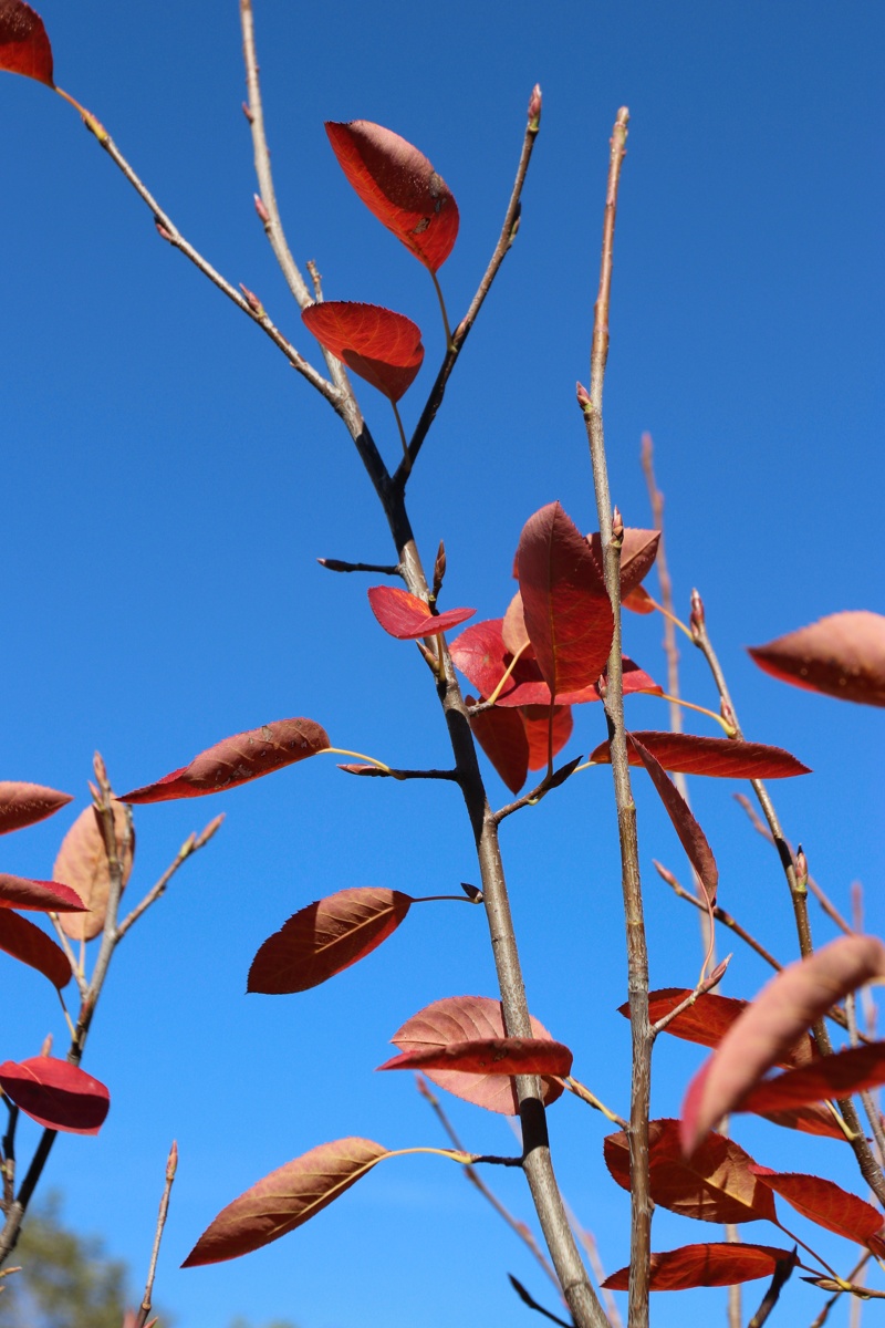 Image of Amelanchier canadensis specimen.