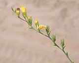 Linaria genistifolia. Ветвь с цветками и плодами. Ульяновская обл., Мелекесский р-н, окр. с. Лебяжье, сосновый бор на дюнах, вырубка под ЛЭП, участок с незакреплённым грунтом. 09.07.2024.