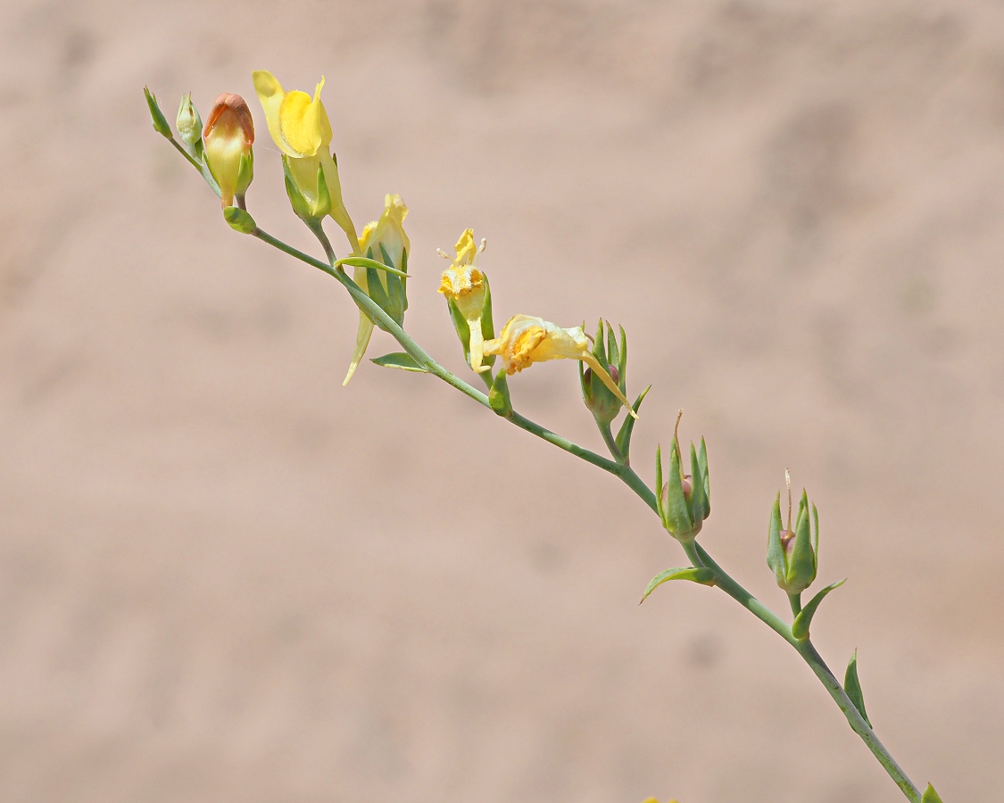 Image of Linaria genistifolia specimen.
