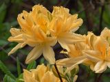 род Rhododendron