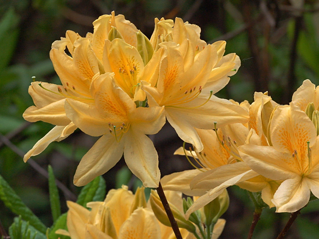Изображение особи род Rhododendron.