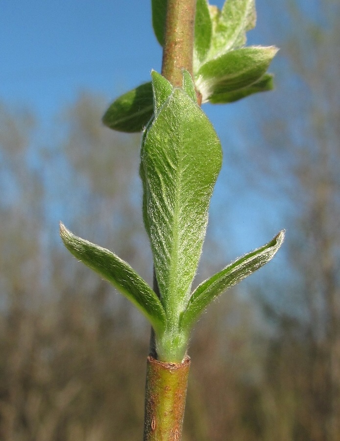 Image of Salix &times; tetrapla specimen.