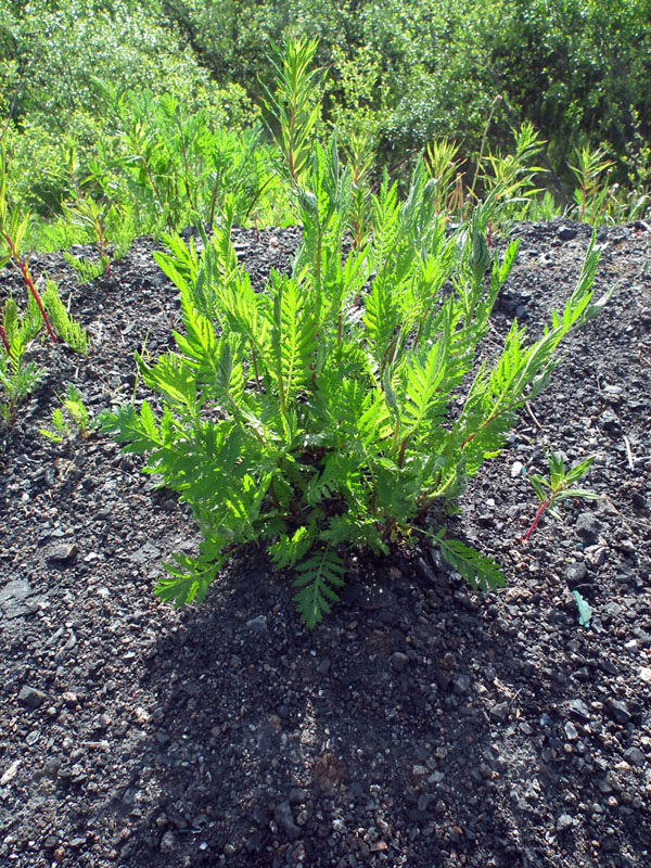 Изображение особи Tanacetum vulgare.