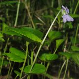 Viola × ruprechtiana