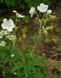 род Geranium