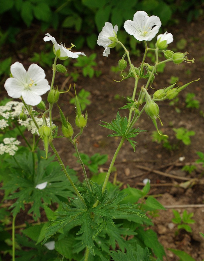 Изображение особи род Geranium.