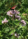 Origanum vulgare