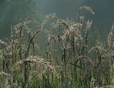 Calamagrostis epigeios