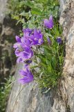 Campanula saxifraga