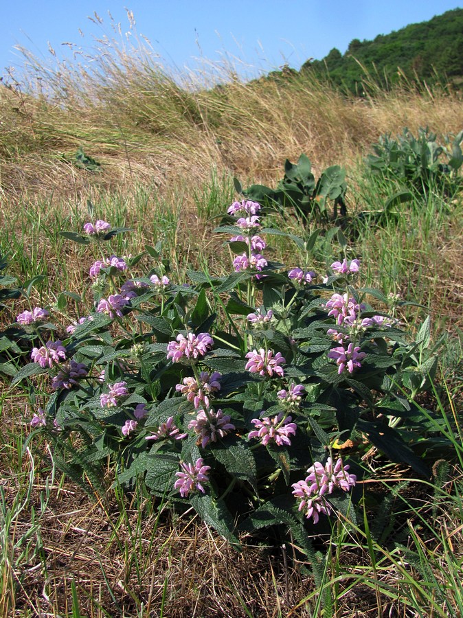 Изображение особи Phlomis taurica.