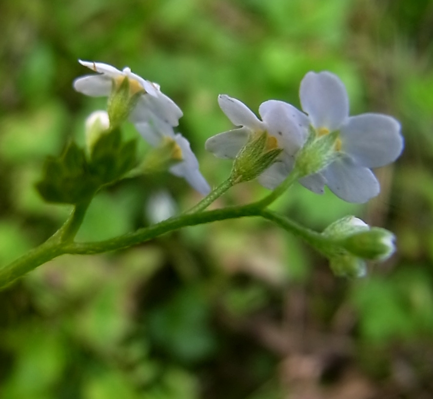 Image of genus Myosotis specimen.