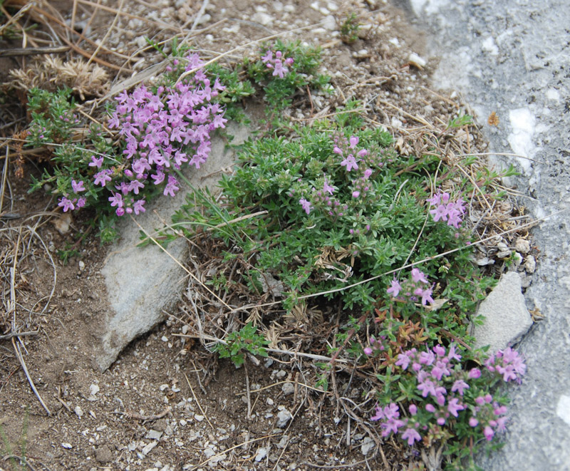 Изображение особи род Thymus.