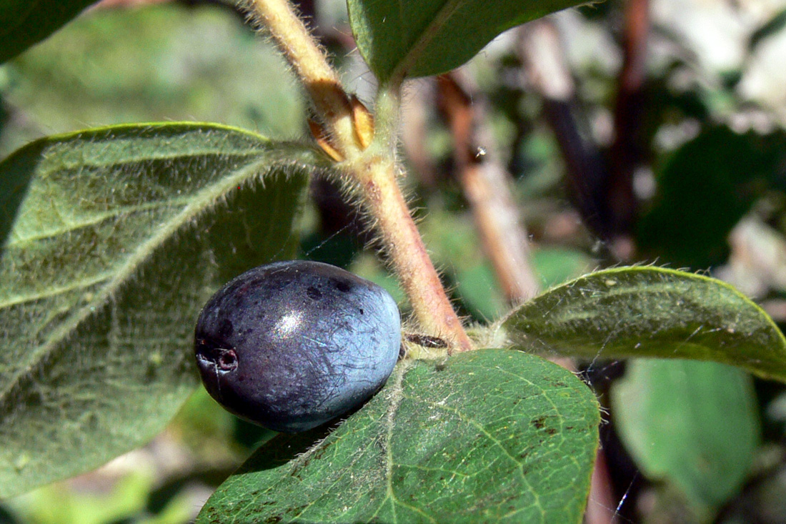 Image of Lonicera &times; subarctica specimen.