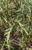 Centaurea borysthenica. Средняя часть побега. Запорожье, южная низинная песчаная часть о. Хортицы, остепнённая поляна. 14.07.2011.
