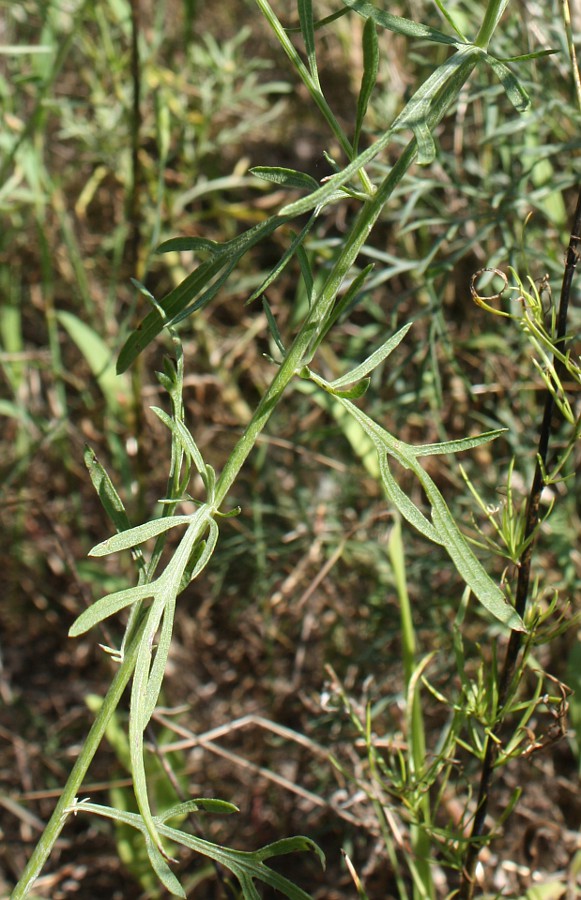 Image of Centaurea borysthenica specimen.