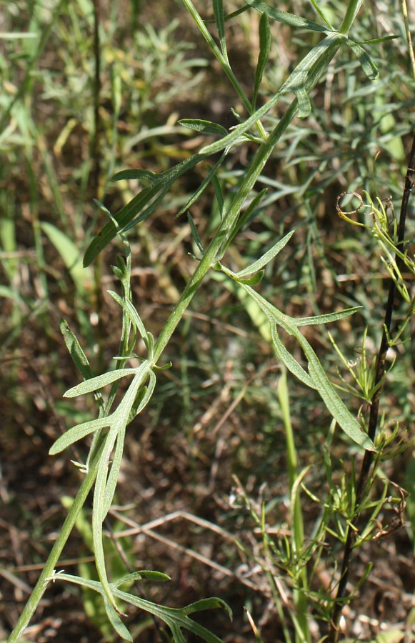 Изображение особи Centaurea borysthenica.