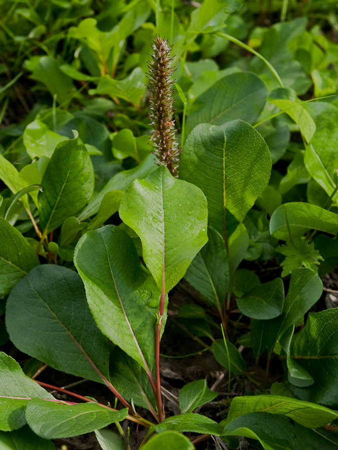 Изображение особи Salix chamissonis.