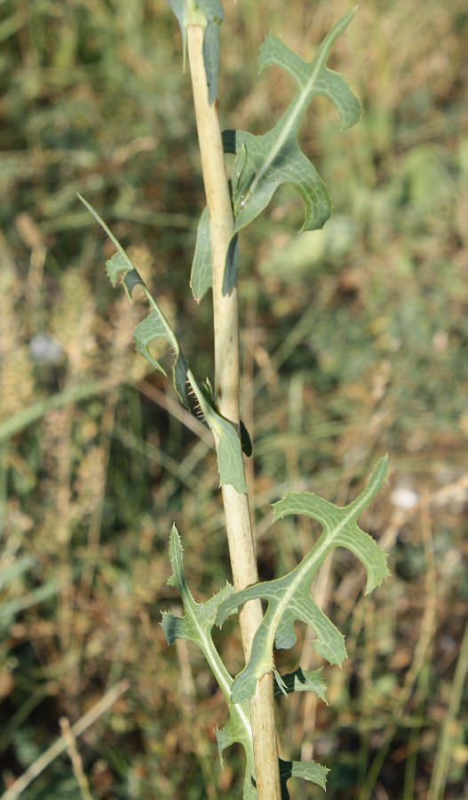 Изображение особи Lactuca serriola.