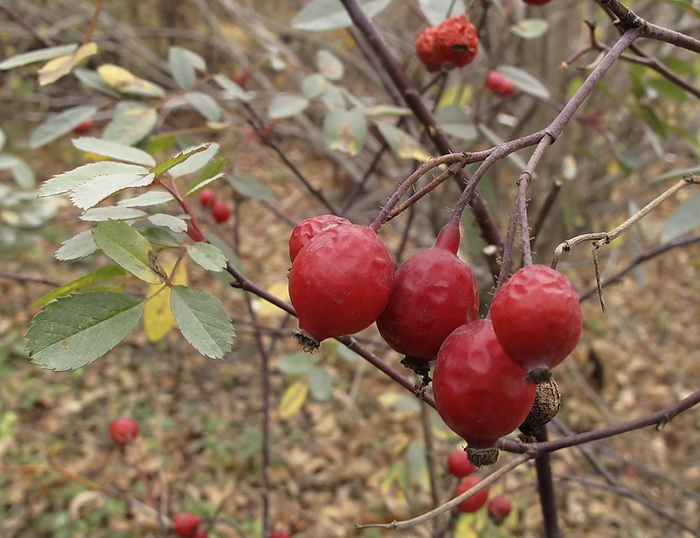 Изображение особи Rosa glauca.