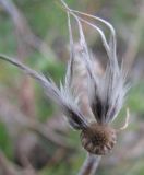 род Pulsatilla