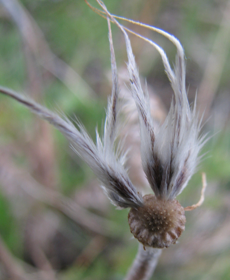 Image of genus Pulsatilla specimen.