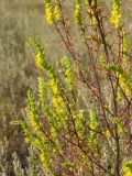 Orthanthella lutea. Верхушка цветущего растения. Саратовская обл., Саратовский р-н, в каменистой степи. 18 августа 2011 г.