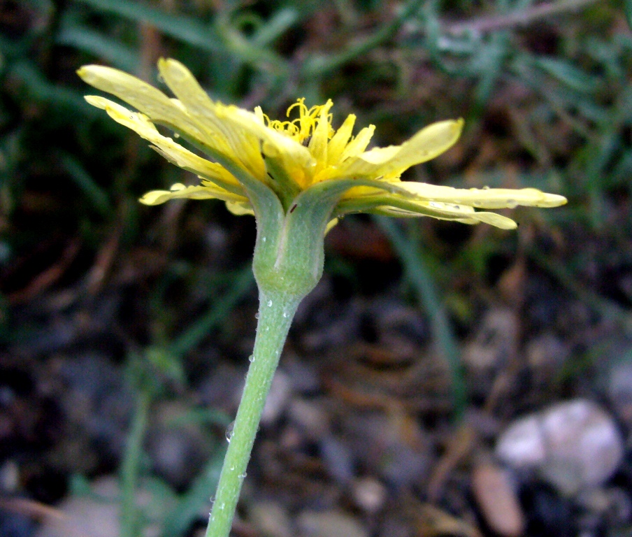 Image of Tragopogon graminifolius specimen.
