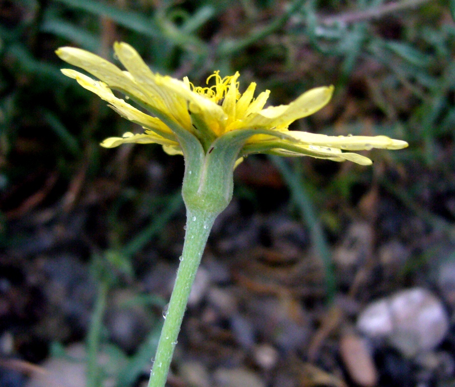 Image of Tragopogon graminifolius specimen.