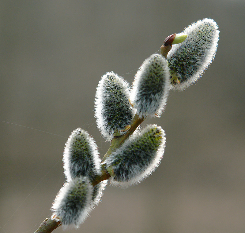 Изображение особи Salix caprea.