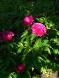 Paeonia lactiflora