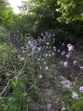 Hesperis matronalis
