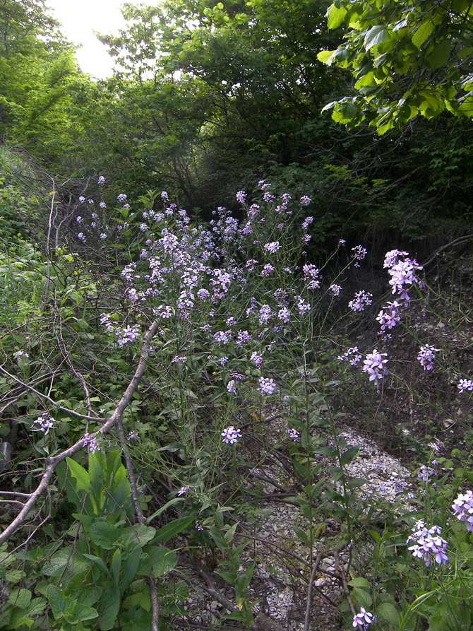Image of Hesperis matronalis specimen.