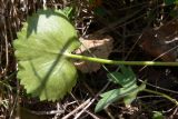 Ranunculus cassubicus