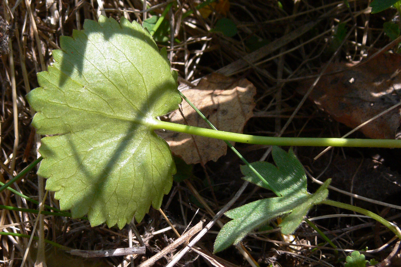 Image of Ranunculus cassubicus specimen.