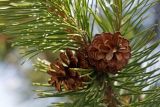 genus Pinus. Часть побега с шишками. Южный Сахалин, Долинский р-н, Долинский хр., близ р. Пуховая, посадки. 06.06.2011.