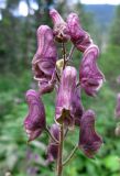 Aconitum tanzybeicum