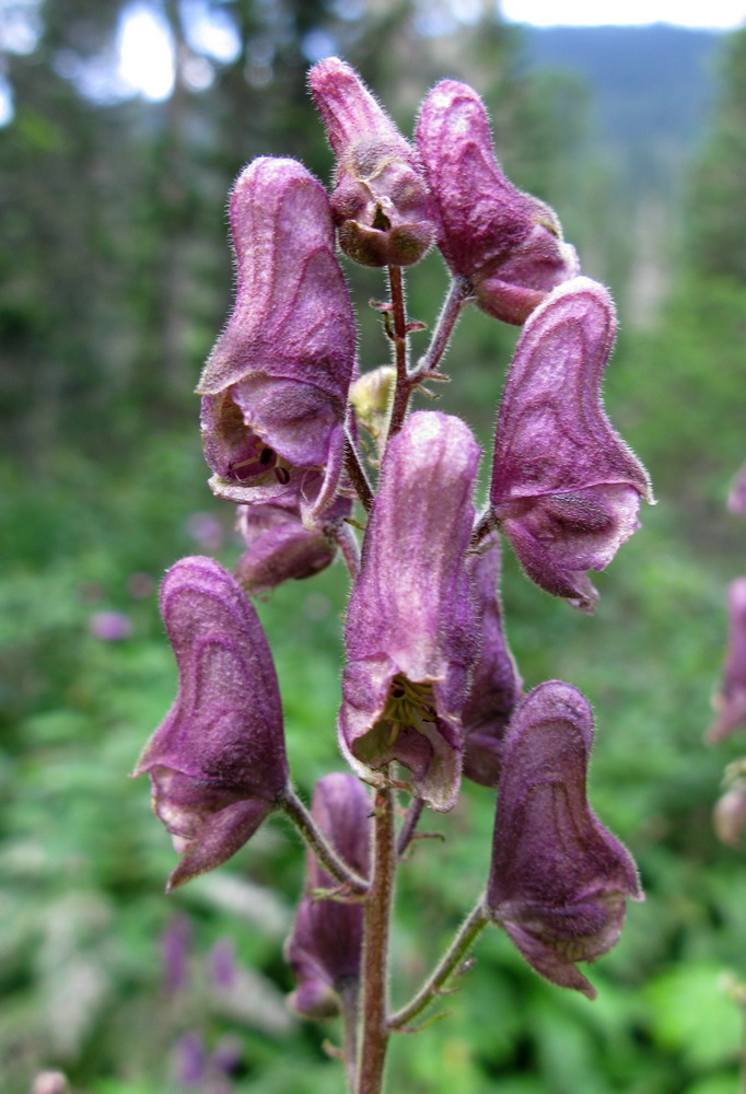 Image of Aconitum tanzybeicum specimen.