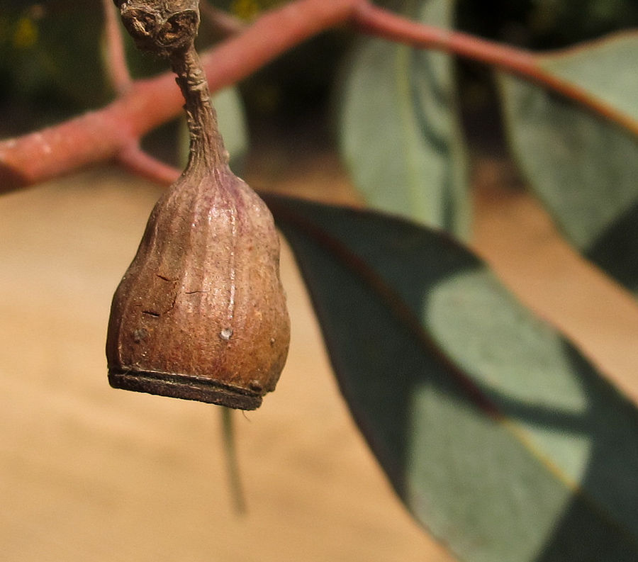 Изображение особи Eucalyptus torquata.