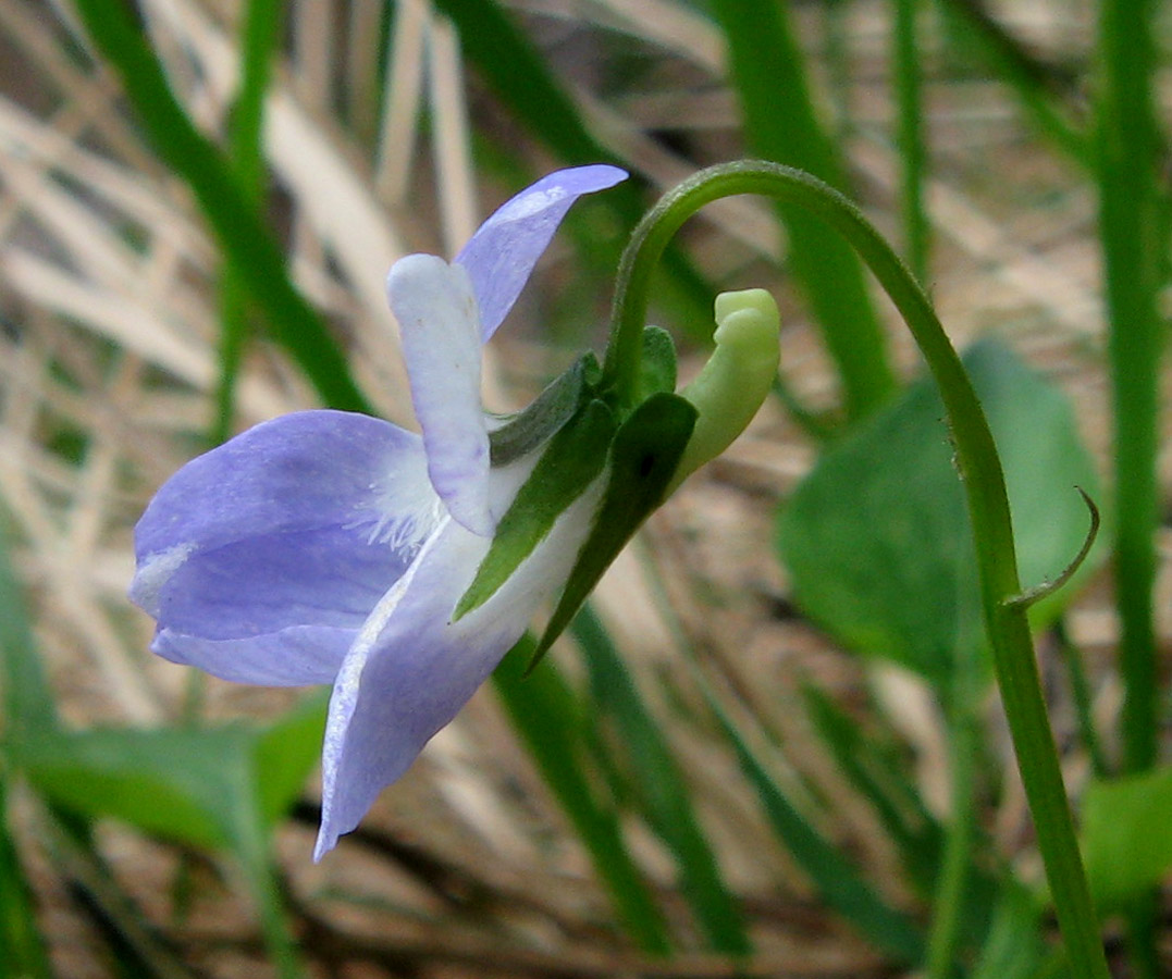 Изображение особи Viola sieheana.