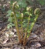 Dryopteris filix-mas