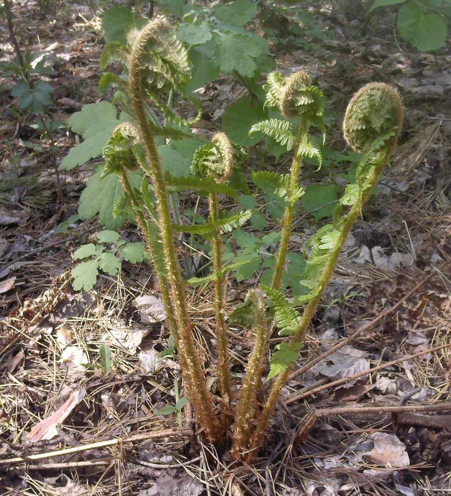 Image of Dryopteris filix-mas specimen.