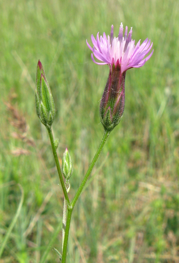 Image of Crupina vulgaris specimen.