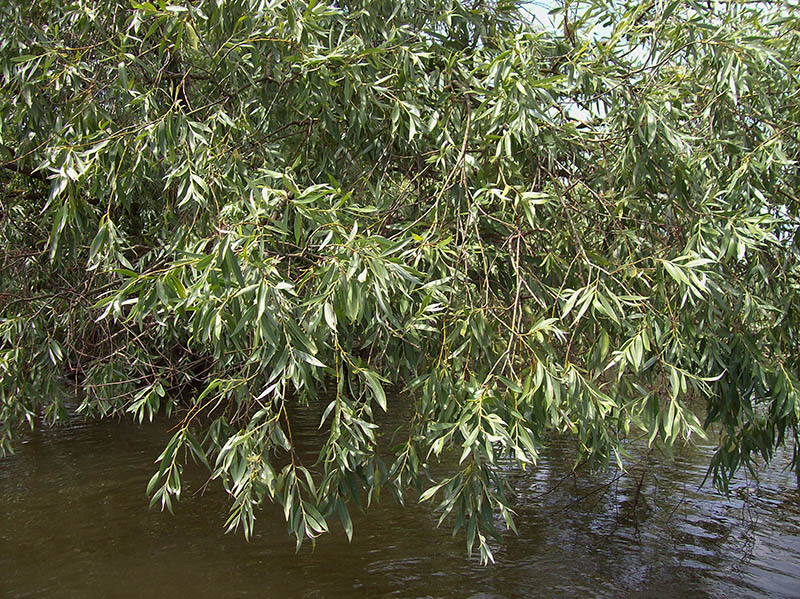 Image of Salix alba specimen.