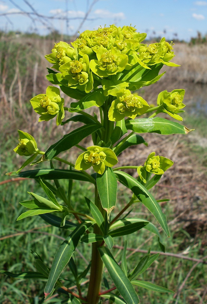 Изображение особи Euphorbia palustris.