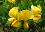Colutea armena